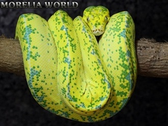 0.1 Morelia Virids High Yellow