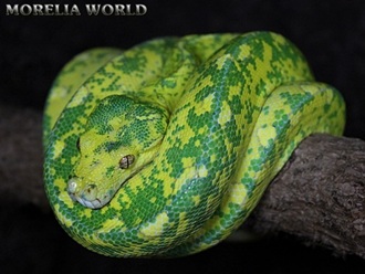 0.1 Morelia Virids High Yellow