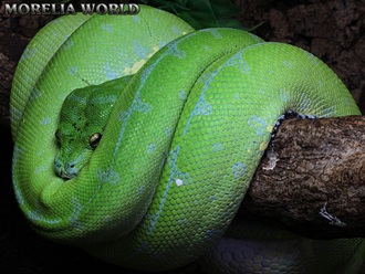 Morelia Virids mustard sibling