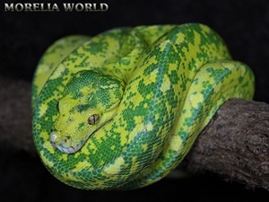 1.0  High Yellow Biak/Sorong